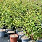 Muchovník kanadský (Amelanchier canadensis) ´LAMARCKII´ – výška 40-60 cm, kont. C5L